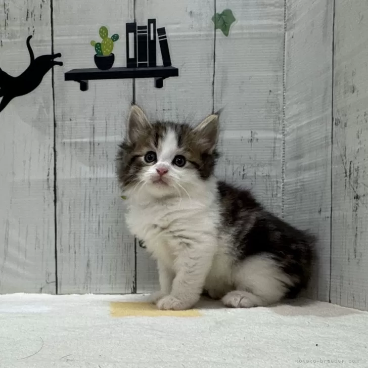 ID：2502-01893の子猫