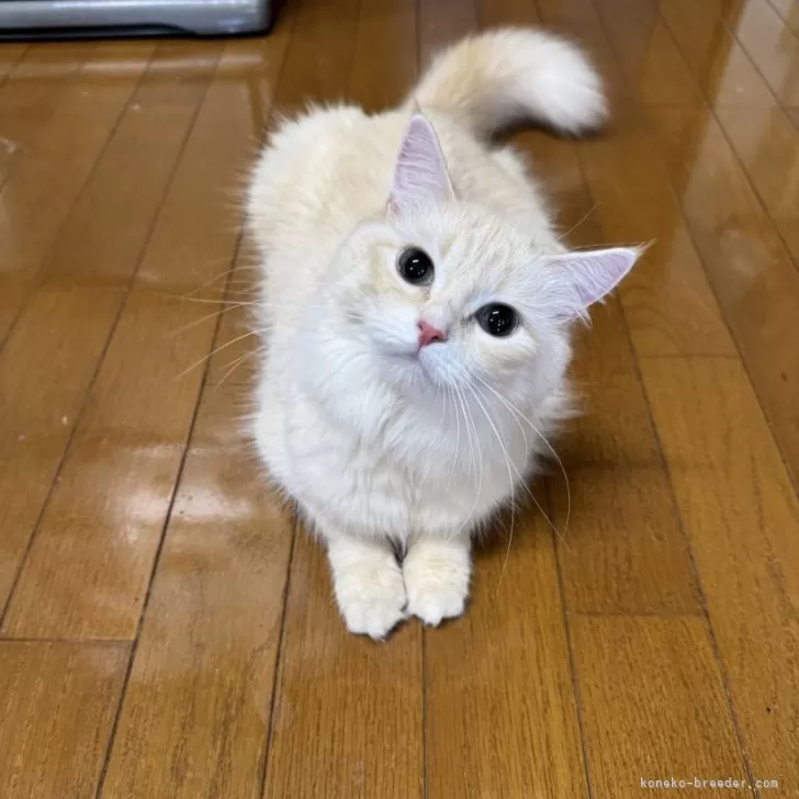 ID:2506-02504の子猫