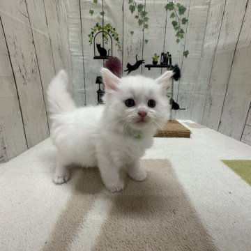 ノルウェージャンフォレストキャット【群馬県・男の子・2025年1月7日・ホワイト】の写真「人懐っこい甘えん坊くん❤️」