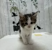 ノルウェージャンフォレストキャット【群馬県・男の子・2025年1月7日・ブラウンタビー&ホワイト】の写真2