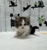 ノルウェージャンフォレストキャット【群馬県・男の子・2025年1月7日・ブラウンタビー&ホワイト】の写真3