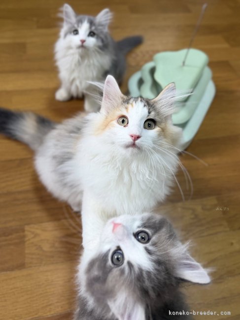 山井龍己ブリーダーのブログ：100倍可愛い♪