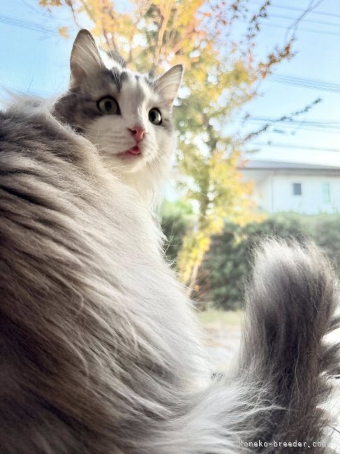 山井龍己ブリーダーのブログ：さすが森の猫♪