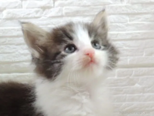 ID:2106-01637の子猫