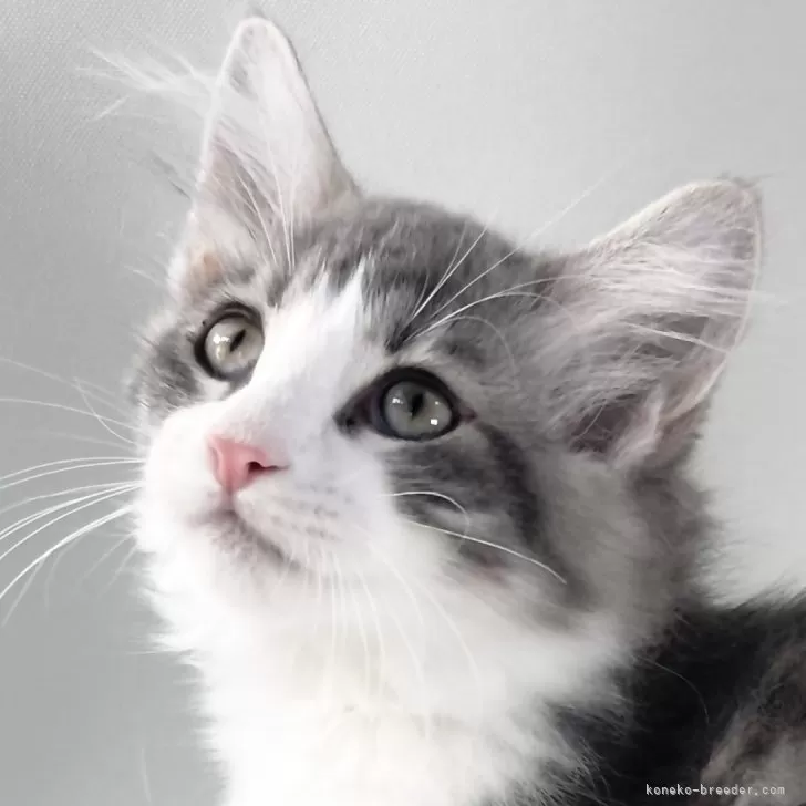 ID:2409-03186の子猫