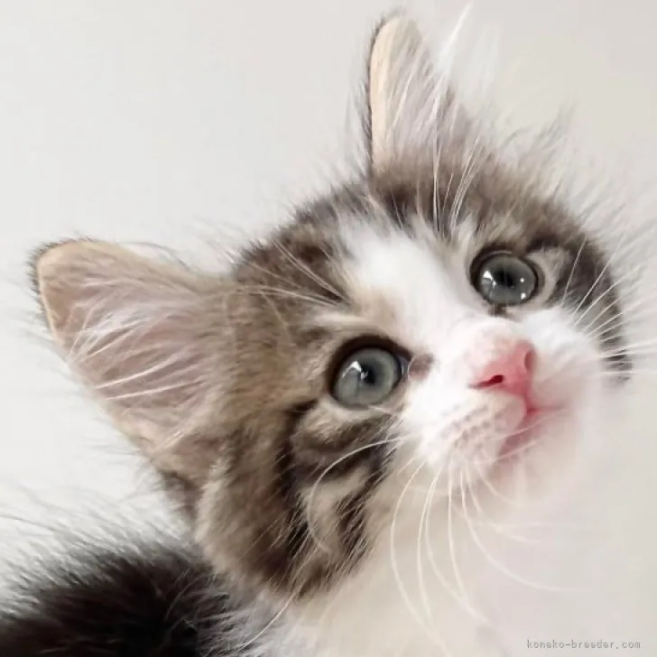 ID：2306-03306の子猫