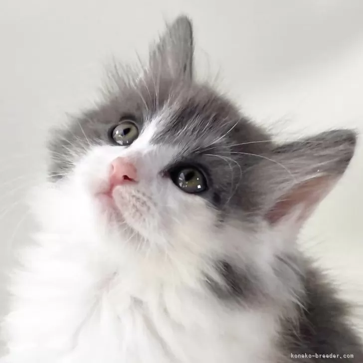 ID:2404-01866の子猫