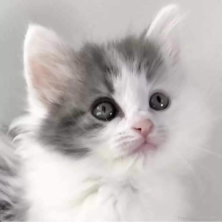 ID:2403-02705の子猫