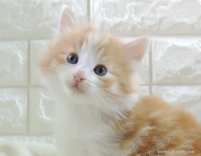 ID：2012-00623の子猫