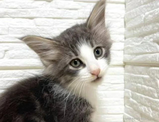 ID：2109-01625の子猫