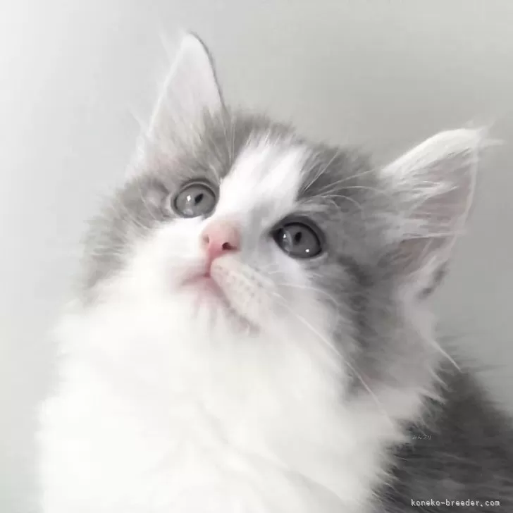 ID:2404-01869の子猫