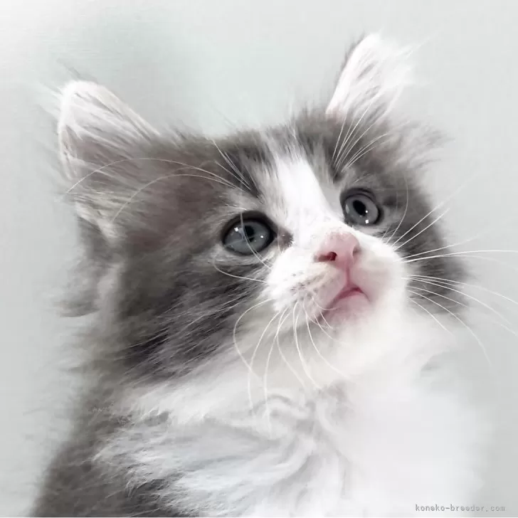 u 様のお迎えした子猫