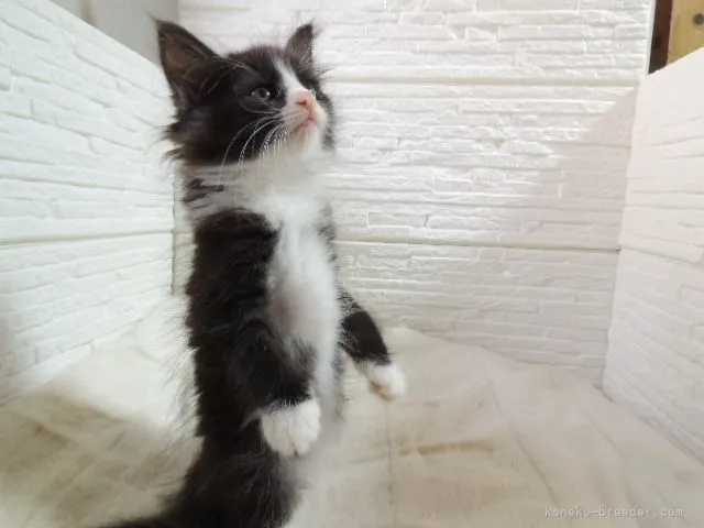 ID:2106-02572の子猫