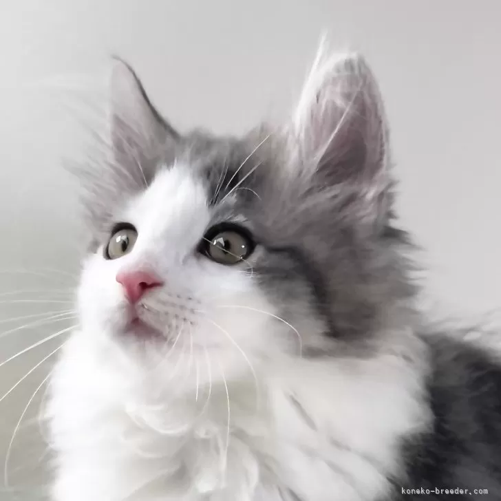 ID:2410-02029の子猫