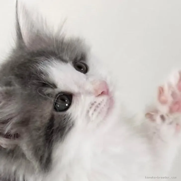 チョロ 様のお迎えした子猫