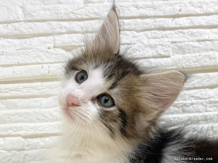 ID：2204-02475の子猫