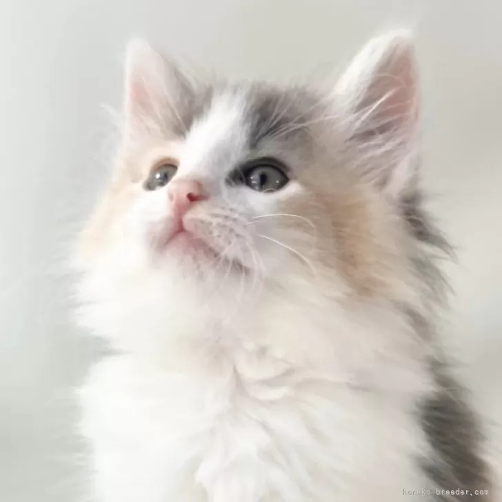 ID：2404-01860の子猫
