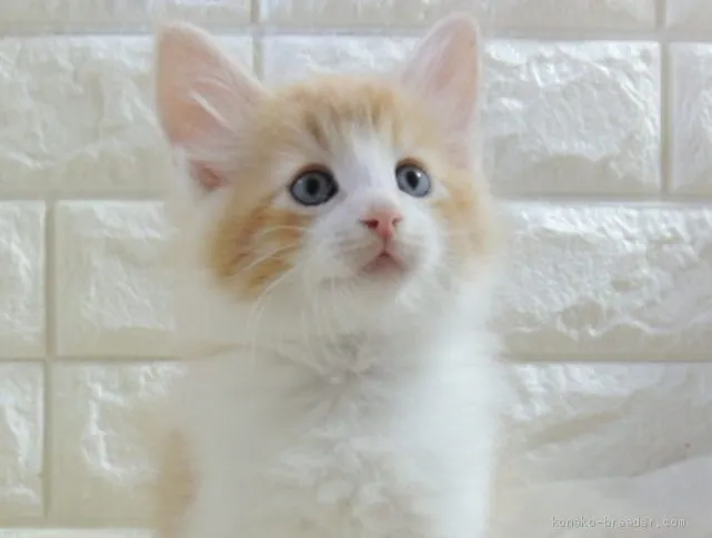 ID:2010-01822の子猫