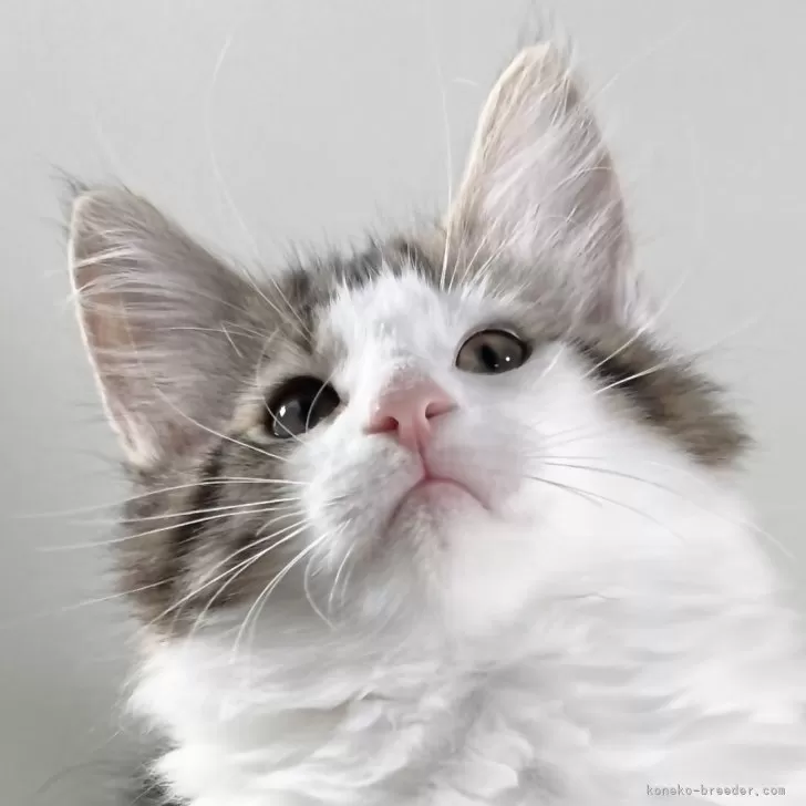 ID:2311-02381の子猫