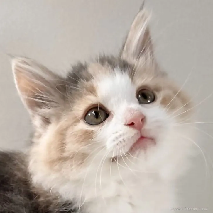 ジェリー 様のお迎えした子猫