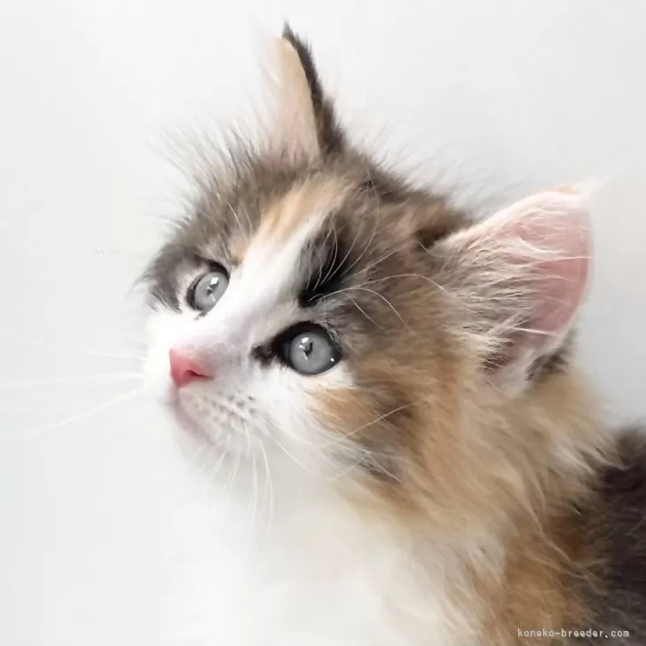 ID：2409-00072の子猫