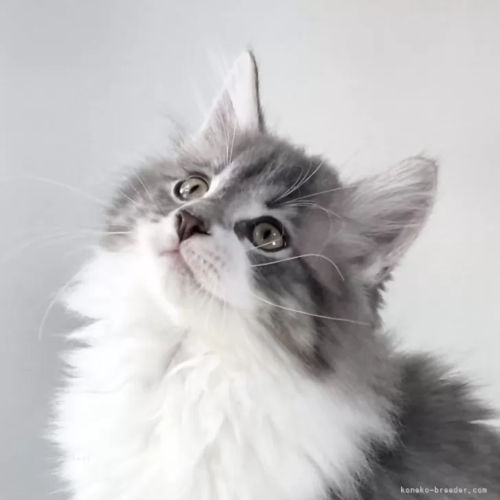 ID：2411-01053の子猫