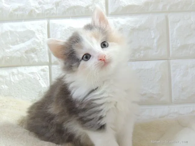 ID：2102-00227の子猫