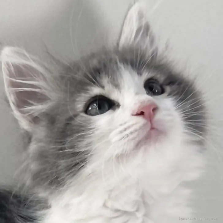 タイキ 様のお迎えした子猫