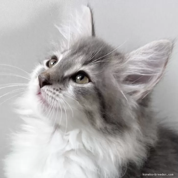 ID:2410-02479の子猫