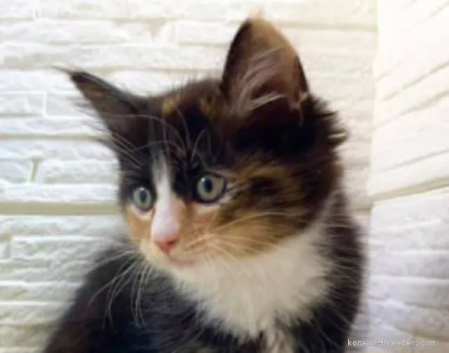 河豚河童 様のお迎えした子猫