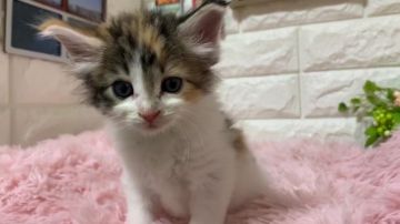 ノルウェージャンフォレストキャット【福岡県・女の子・2019年12月8日・キャリコ】の写真「遺伝子病検査クリア済みです」