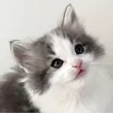 ノルウェージャンフォレストキャット【福岡県・男の子・2024年2月4日・ブルーマッカレルタビー&ホワイト】の写真1