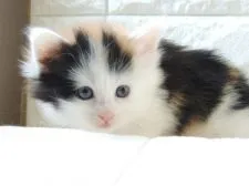 ノルウェージャンフォレストキャット【福岡県・女の子・2020年3月8日・キャリコ(三毛)】の写真1「4月9日撮影」