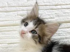 ノルウェージャンフォレストキャット【福岡県・男の子・2022年3月12日・ブラウンマッカレルタビー&ホワイト】の写真1「4/30撮影」