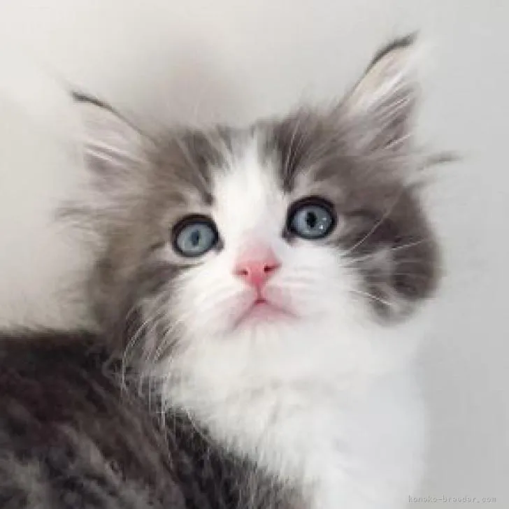 ID:2212-01558の子猫
