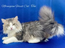 ノルウェージャンフォレストキャット【・男の子・2019年10月8日・ブルーマッカレルタビー&ホワイト】