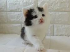 ノルウェージャンフォレストキャット【福岡県・女の子・2020年3月8日・キャリコ(三毛)】の写真2「4月9日撮影」