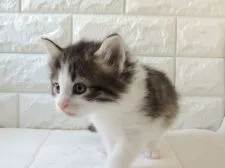 ノルウェージャンフォレストキャット【福岡県・男の子・2020年3月8日・ブラウンタビー&ホワイト】の写真3「4月9日撮影」