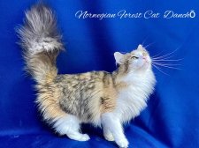 ノルウェージャンフォレストキャット【・女の子・2023年4月29日・ブラウンパッチドタビー&ホワイト】