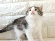 ノルウェージャンフォレストキャット【福岡県・男の子・2020年3月8日・ブラウンタビー&ホワイト】の写真4「4月9日撮影」