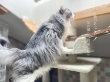 ノルウェージャンフォレストキャット【・男の子・2019年10月8日・ブルーマッカレルタビー&ホワイト】「見た目はワイルド、性格はちょー甘えん坊さんです。」