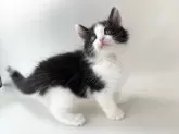 ノルウェージャンフォレストキャット【福岡県・男の子・2024年7月21日・ブラック&ホワイト】の写真4