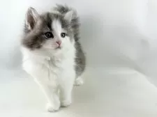 ノルウェージャンフォレストキャット【福岡県・女の子・2025年9月7日・ブルーマッカレルタビー&ホワイト】の写真15