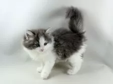 ノルウェージャンフォレストキャット【福岡県・女の子・2025年9月7日・ブルーマッカレルタビー&ホワイト】の写真14