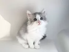 ノルウェージャンフォレストキャット【福岡県・女の子・2025年5月10日・ブルークラッシックタビー&ホワイト】の写真15