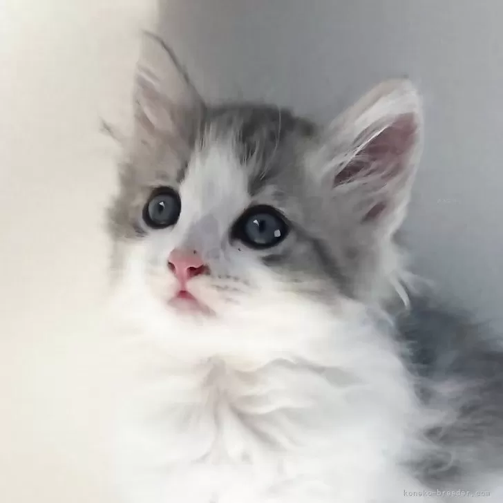 ID:2507-00403の子猫