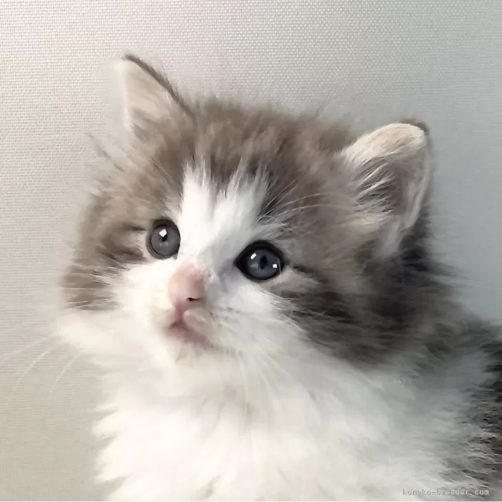 ID:2504-02855の子猫