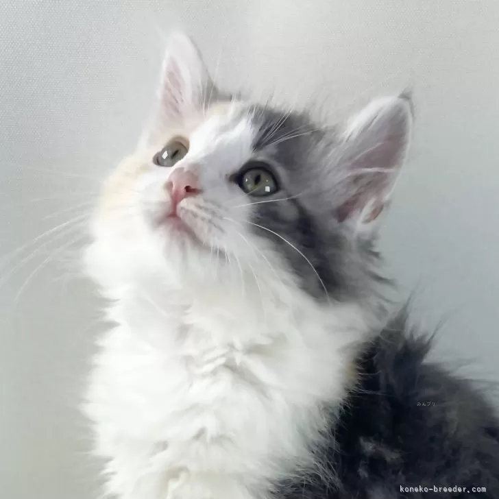 ID：2505-00462の子猫