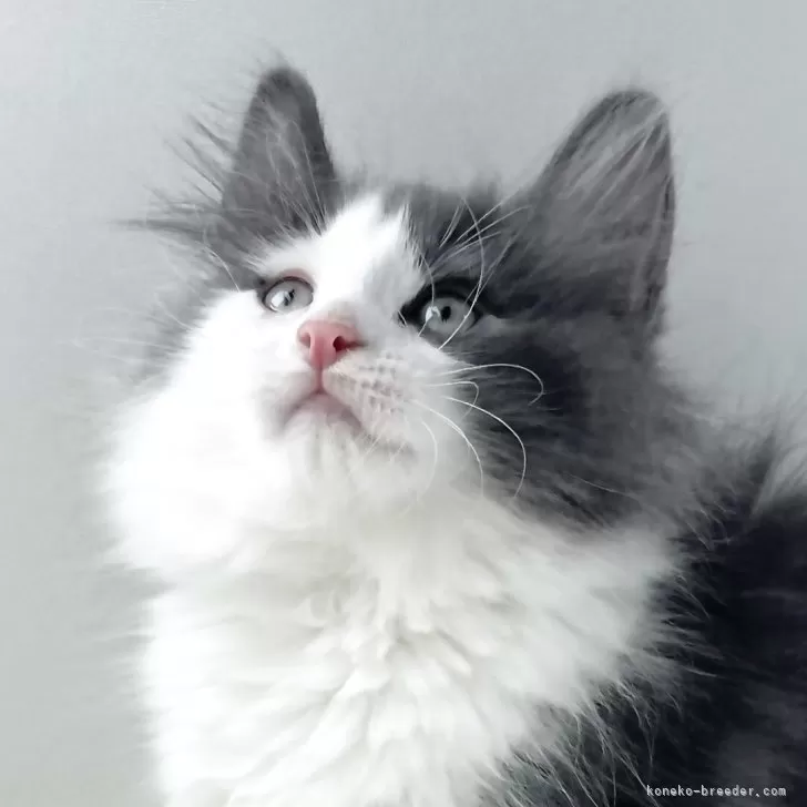 ID：2505-02867の子猫