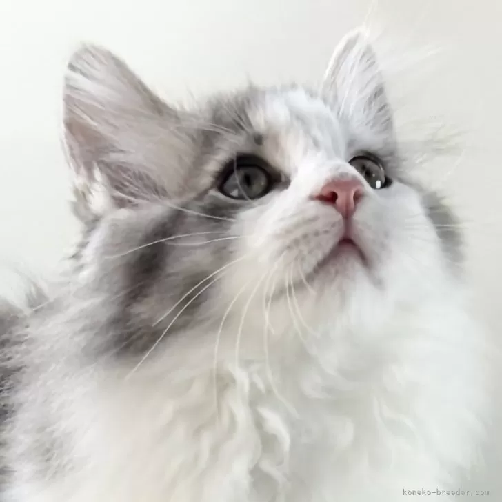 H.S 様のお迎えした子猫